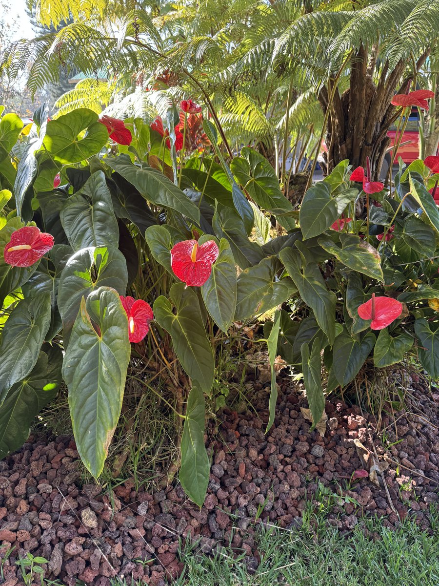 Anthurium flowers, a Hawai'i garden tradition