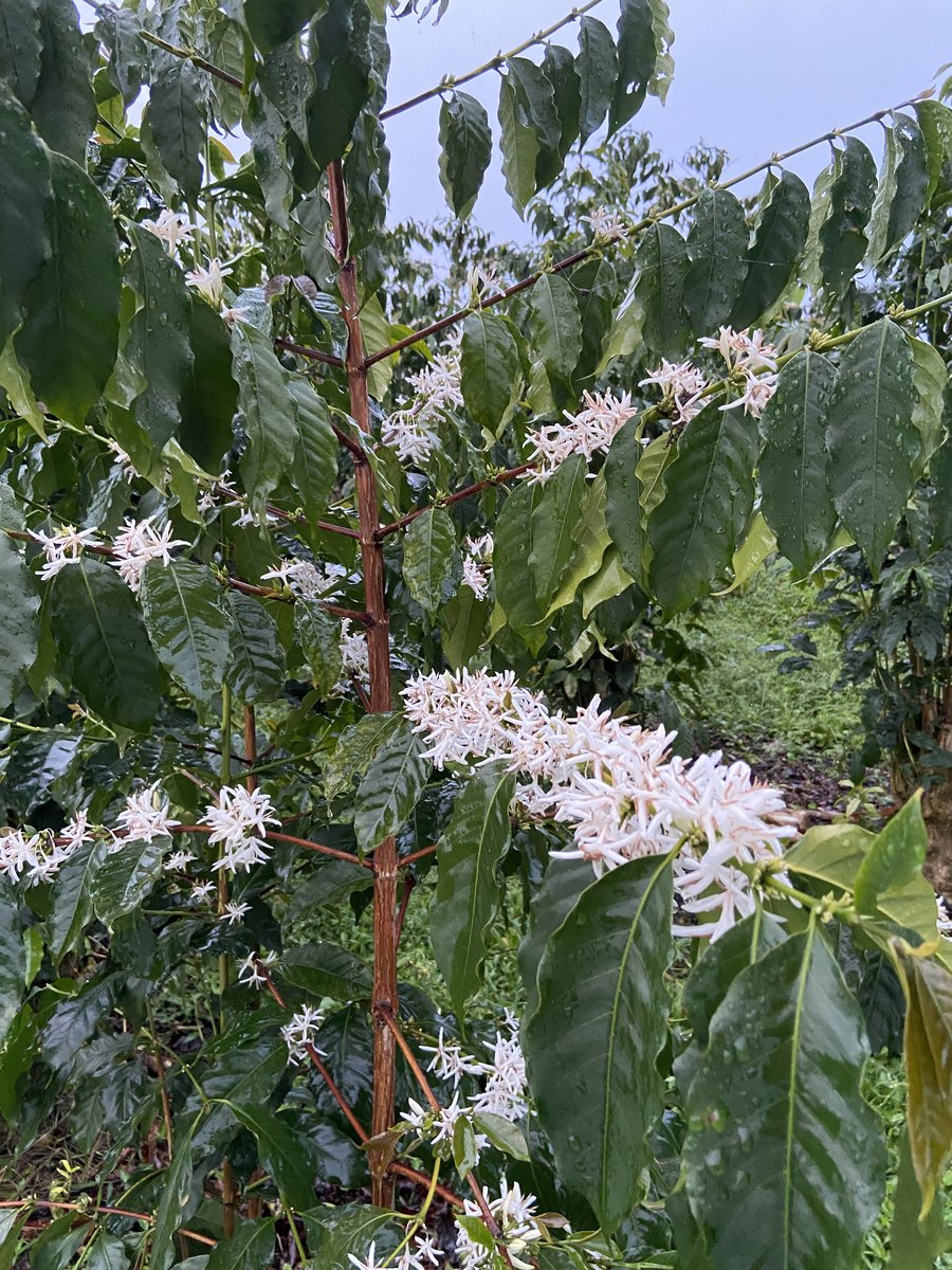 Coffee blossoms, Kona snow