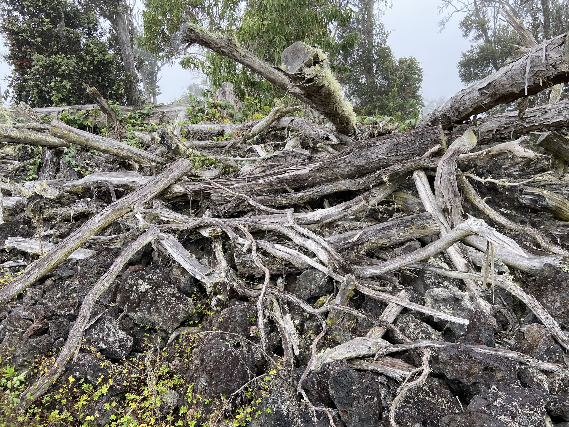 Raw lava land, Big Island