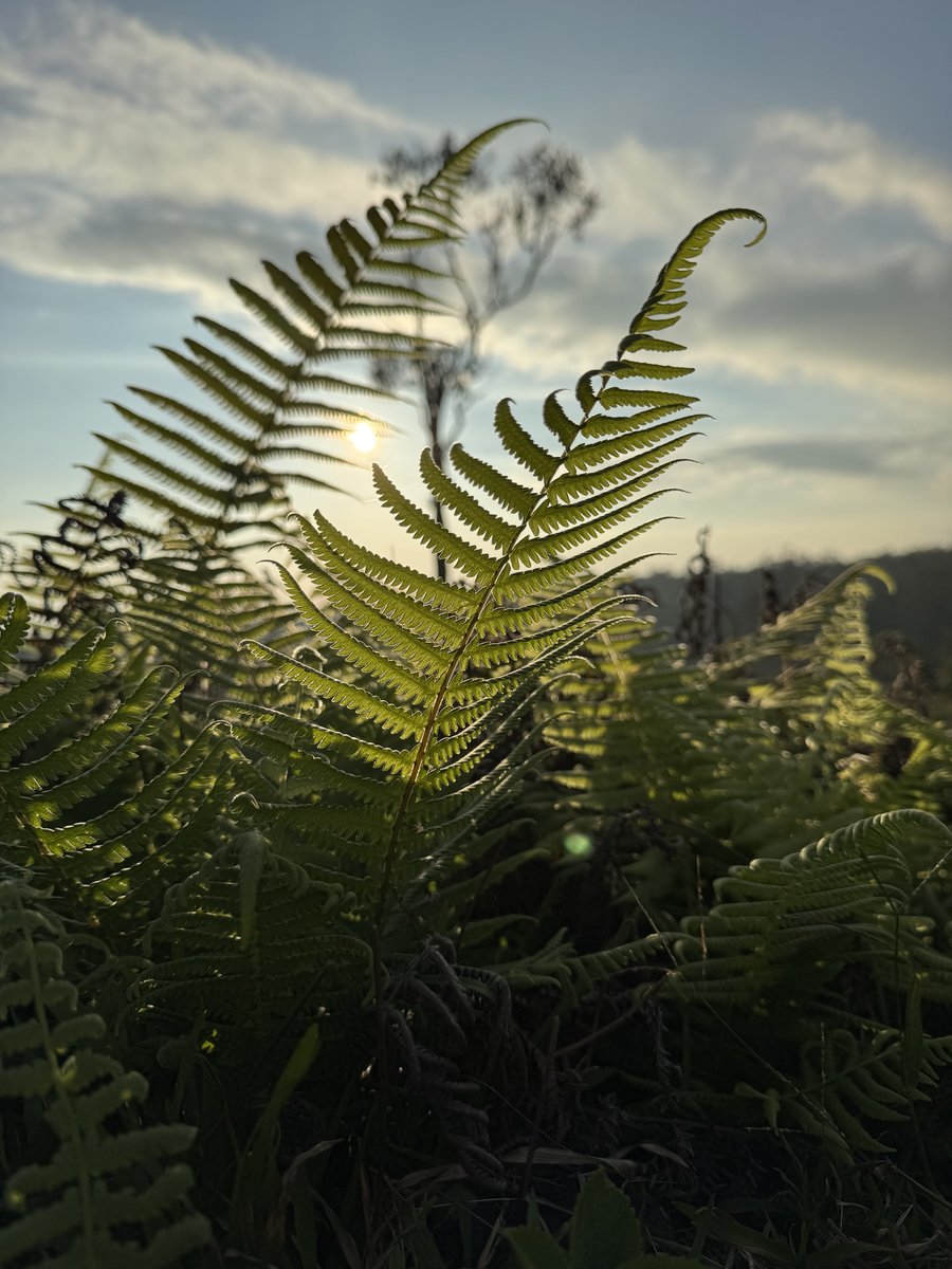 Native fern at golden hour