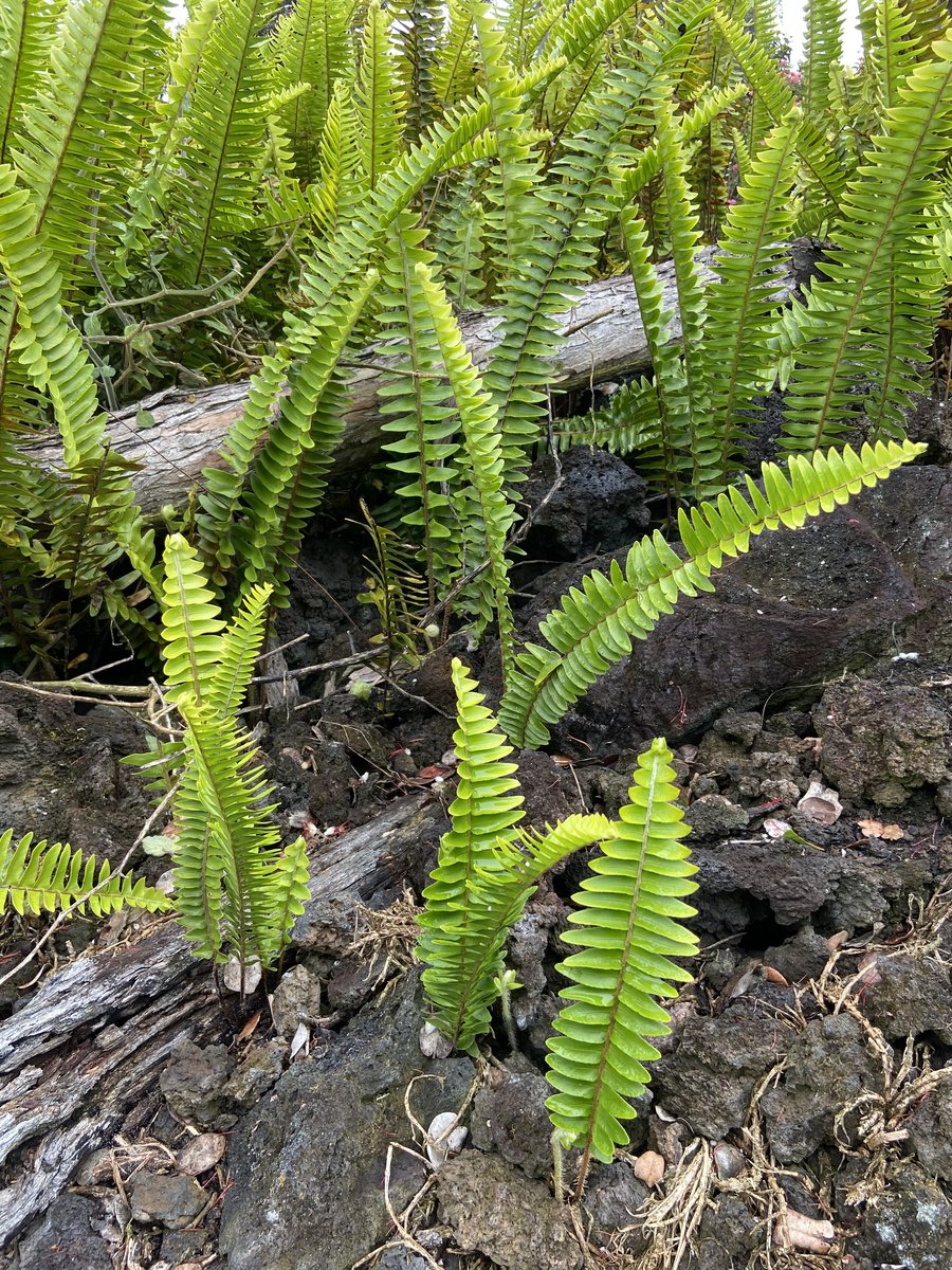 Ferns growing from lava