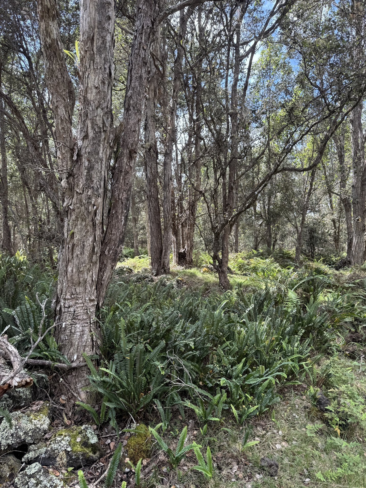 Old-growth forest, Big Island