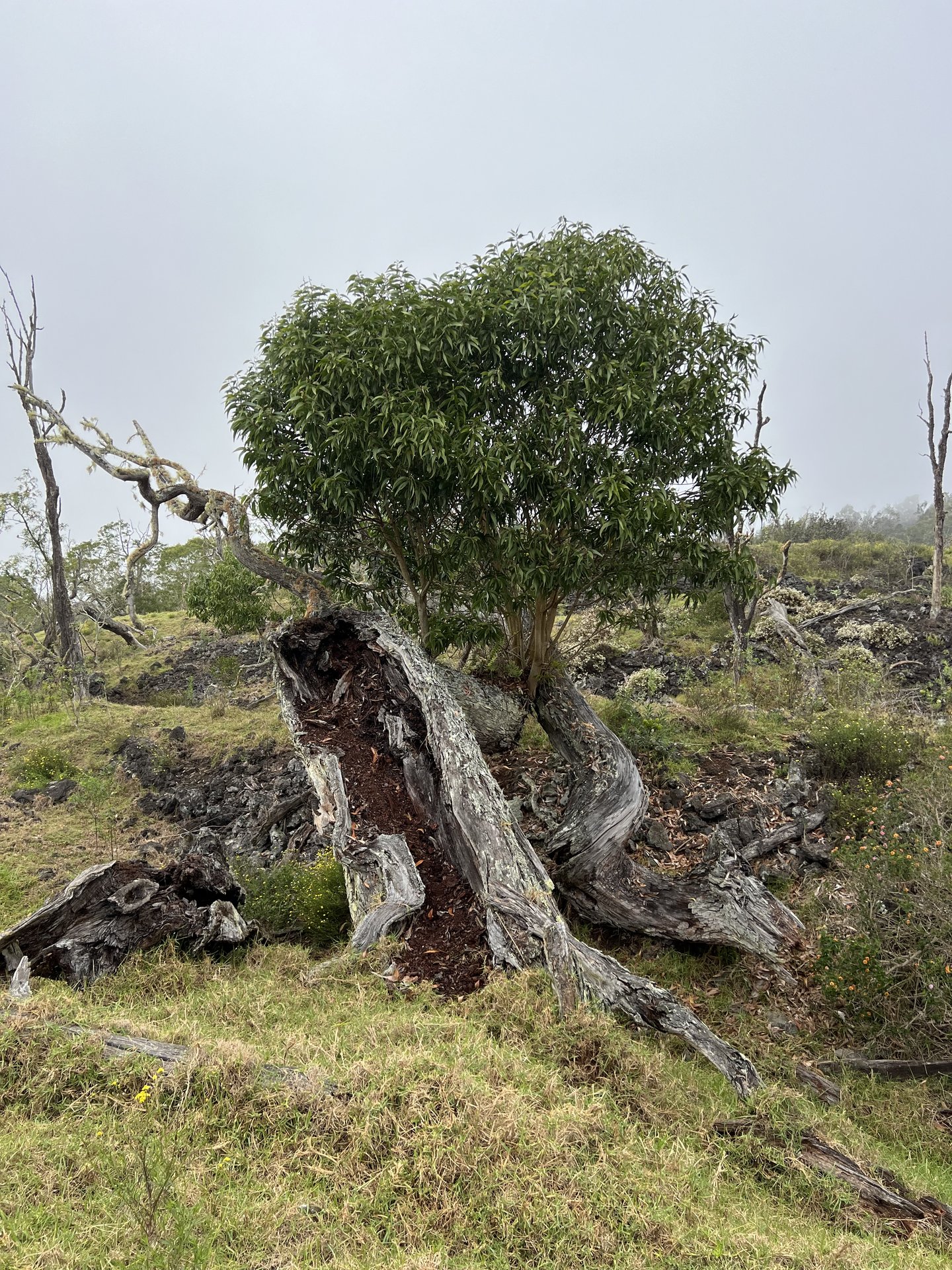 Open ranch land, Big Island